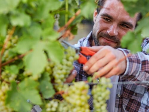 Técnico Superior en Vitivinicultura
